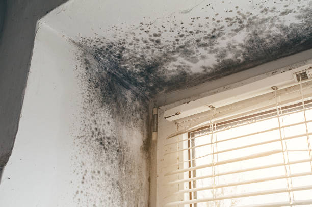 Affordable Crawl Space Mold Removal solutions in Hillside, IL